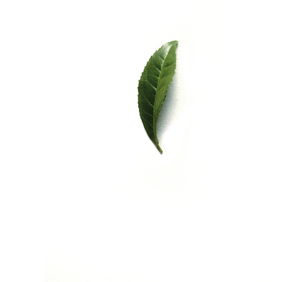 innisfree誕生15週年
