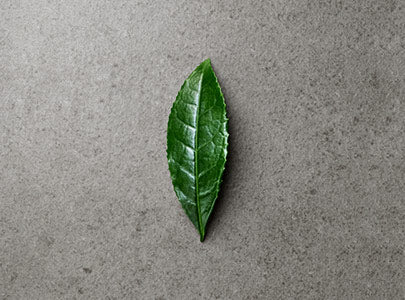 鮮榨綠茶水2.0的雙重萃取技術